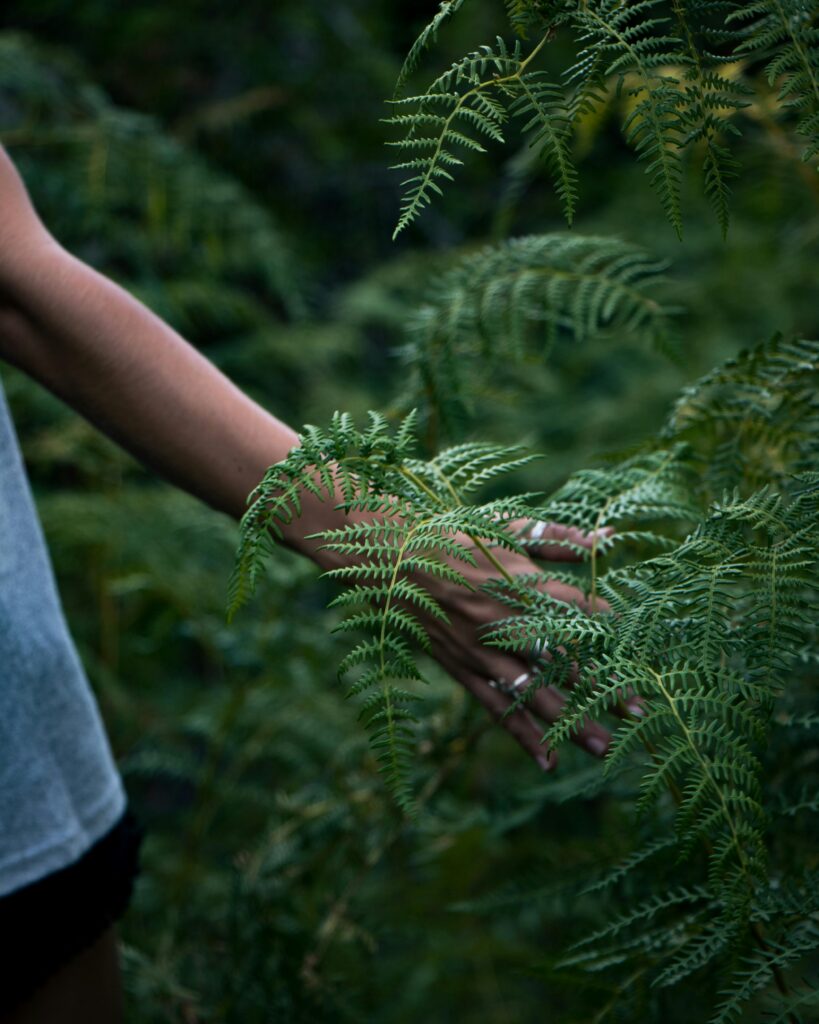 A hand gently touches lush green fern leaves in a tranquil forest setting.